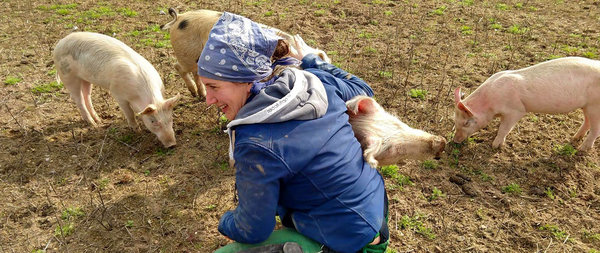 Fläminger Weideschwein Freilandschweine Anja Koch